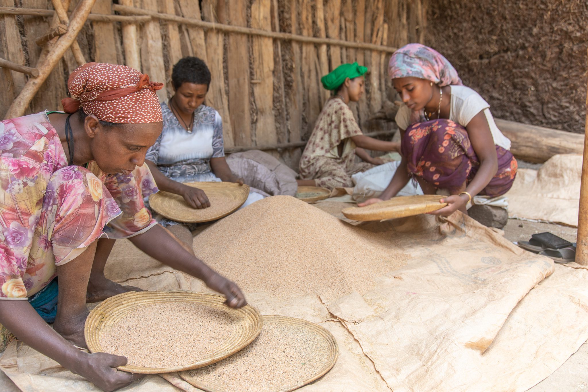 tef Ethiopie lac Tana